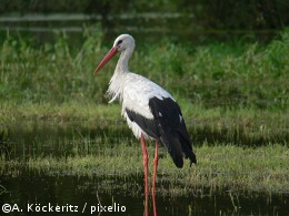 Storch