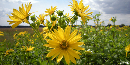 Landwirtschaft kann von Biogas-Energiepflanzen profitieren