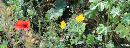 Wildpflanzen zur Biogasgewinnung erleichtern Jungwild das Überleben 
