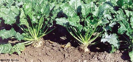 HSE: Zuckerr&uuml;be als Alternative f&uuml;r den Energiemais