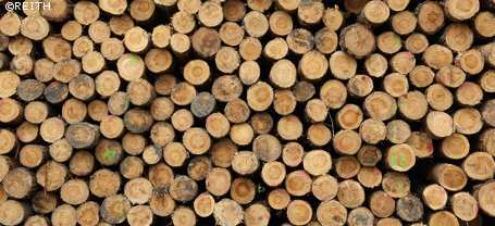 Erneuerbare Wärme: Biomasse wichtigste Energiequelle 