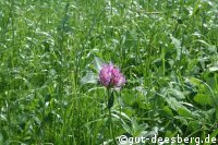 Biogasförderung: Bioland fordert Korrektur der Biomasseverordnung