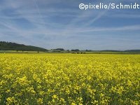 Fläche für Anbau von Energiepflanzen steigt