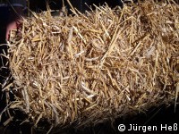 Biogas aus Getreidestroh 